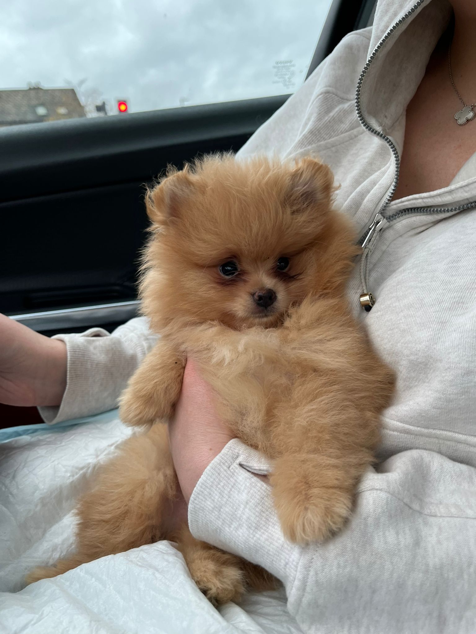 Pomeranian Puppy